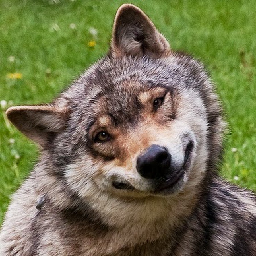 Обкуренный волк