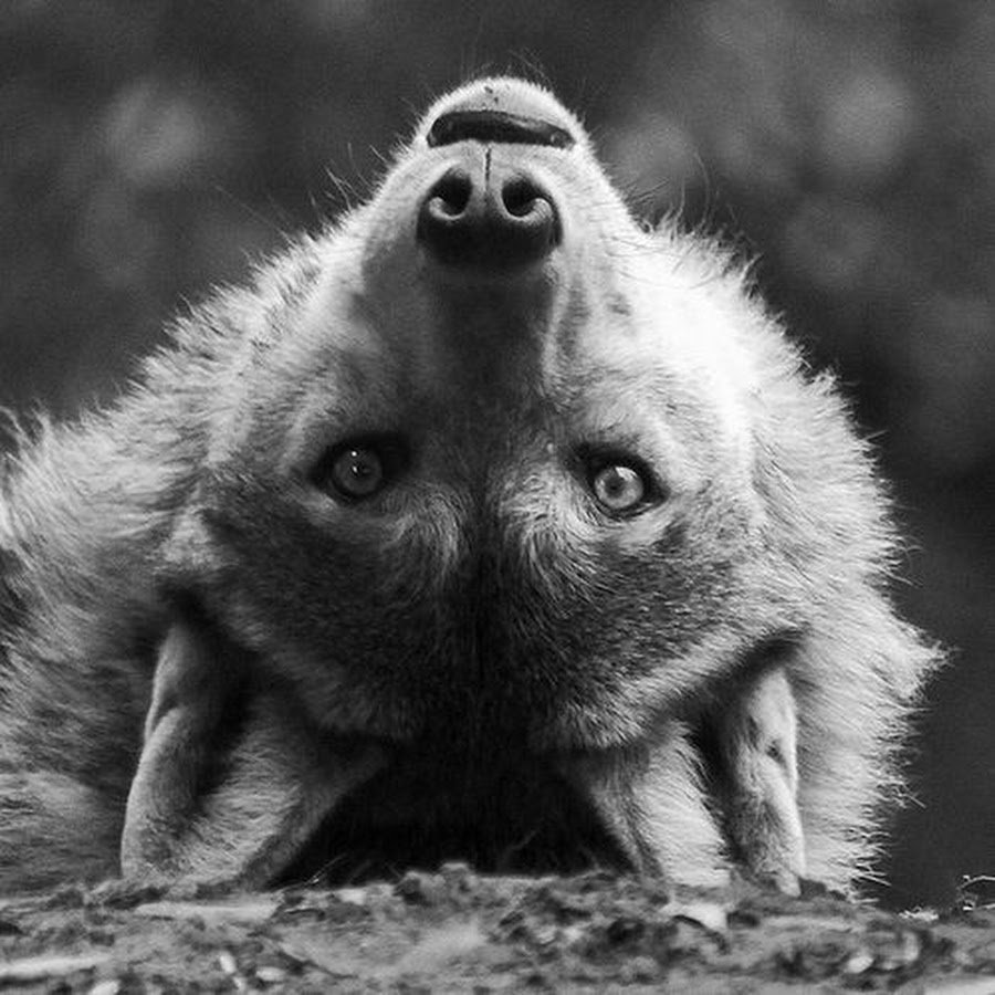 Милые волки