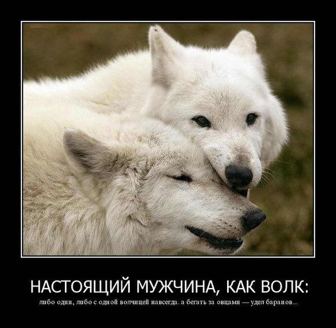 Полюбить волка. Волчица. Волк и волчица. Настоящий мужчина как волк. Пара Волков.