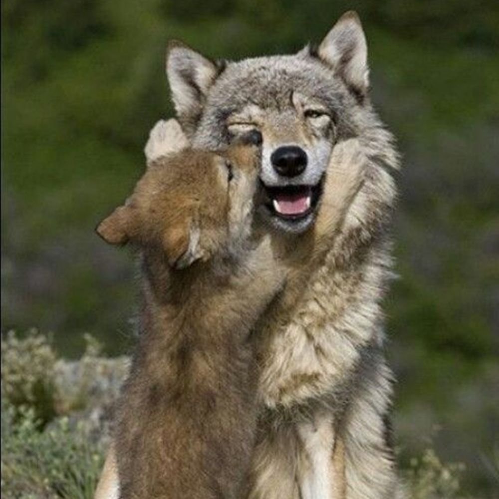 Детеныш волка