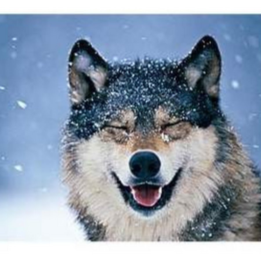 Улыбка волка