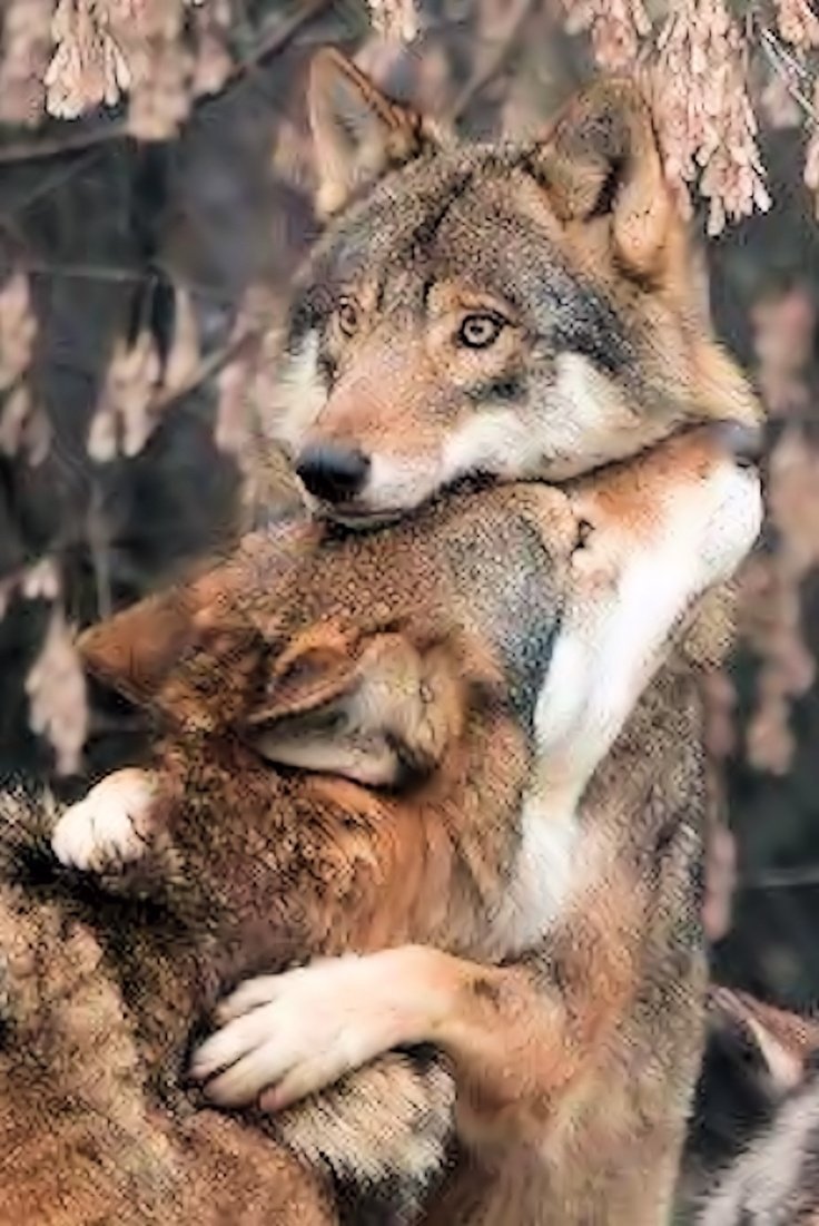 Любовь Волков