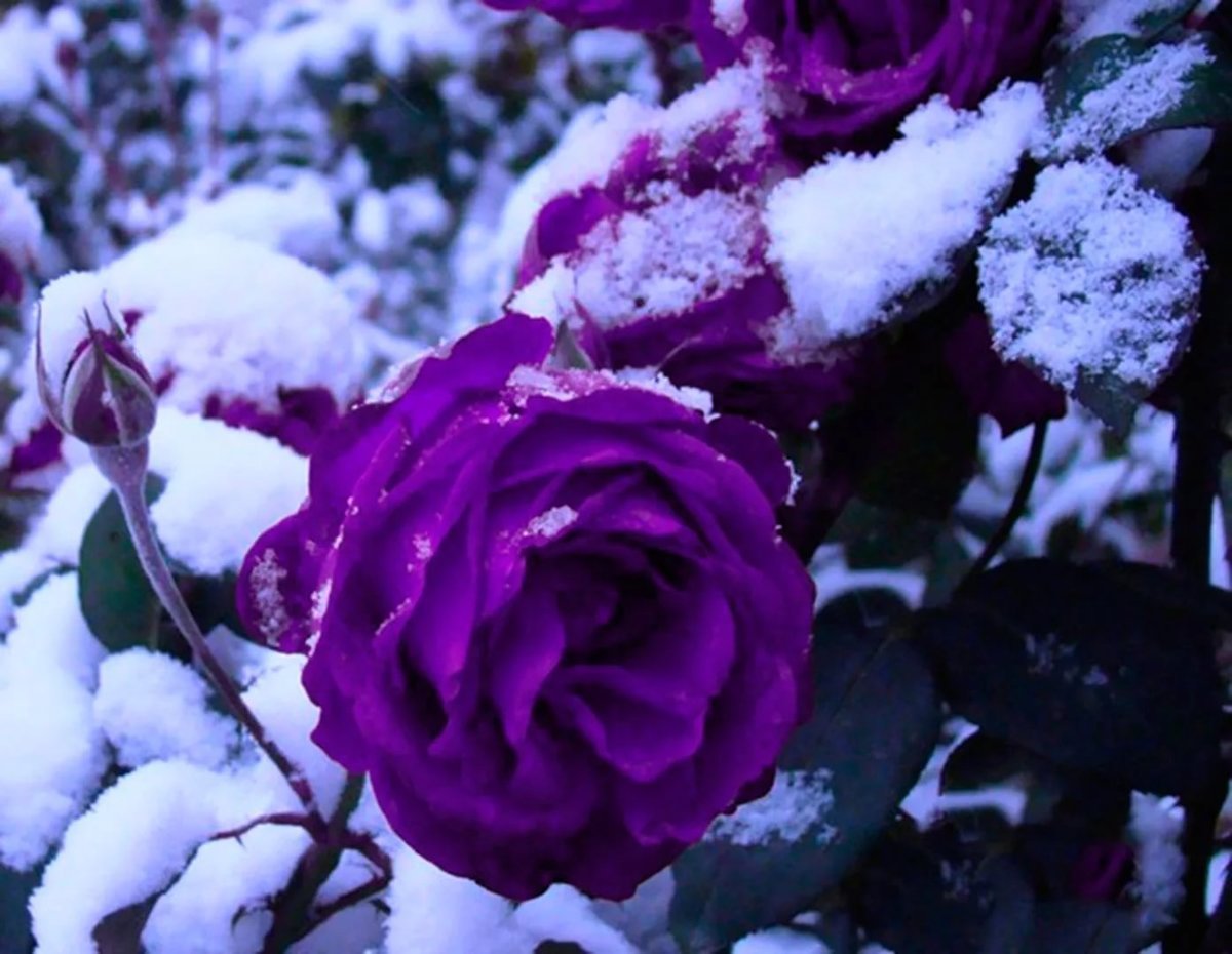 Красивые розы на снегу