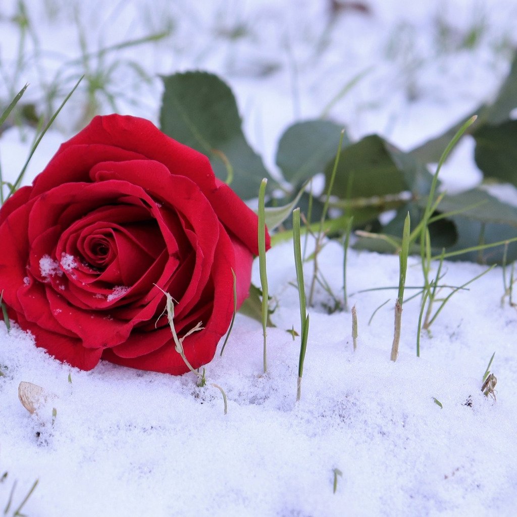 Обои на рабочий стол зима цветы