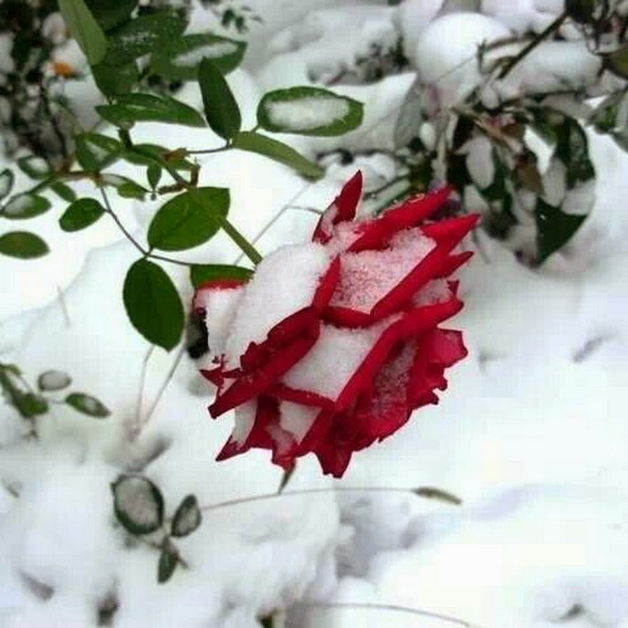 Цветы зимой под снегом