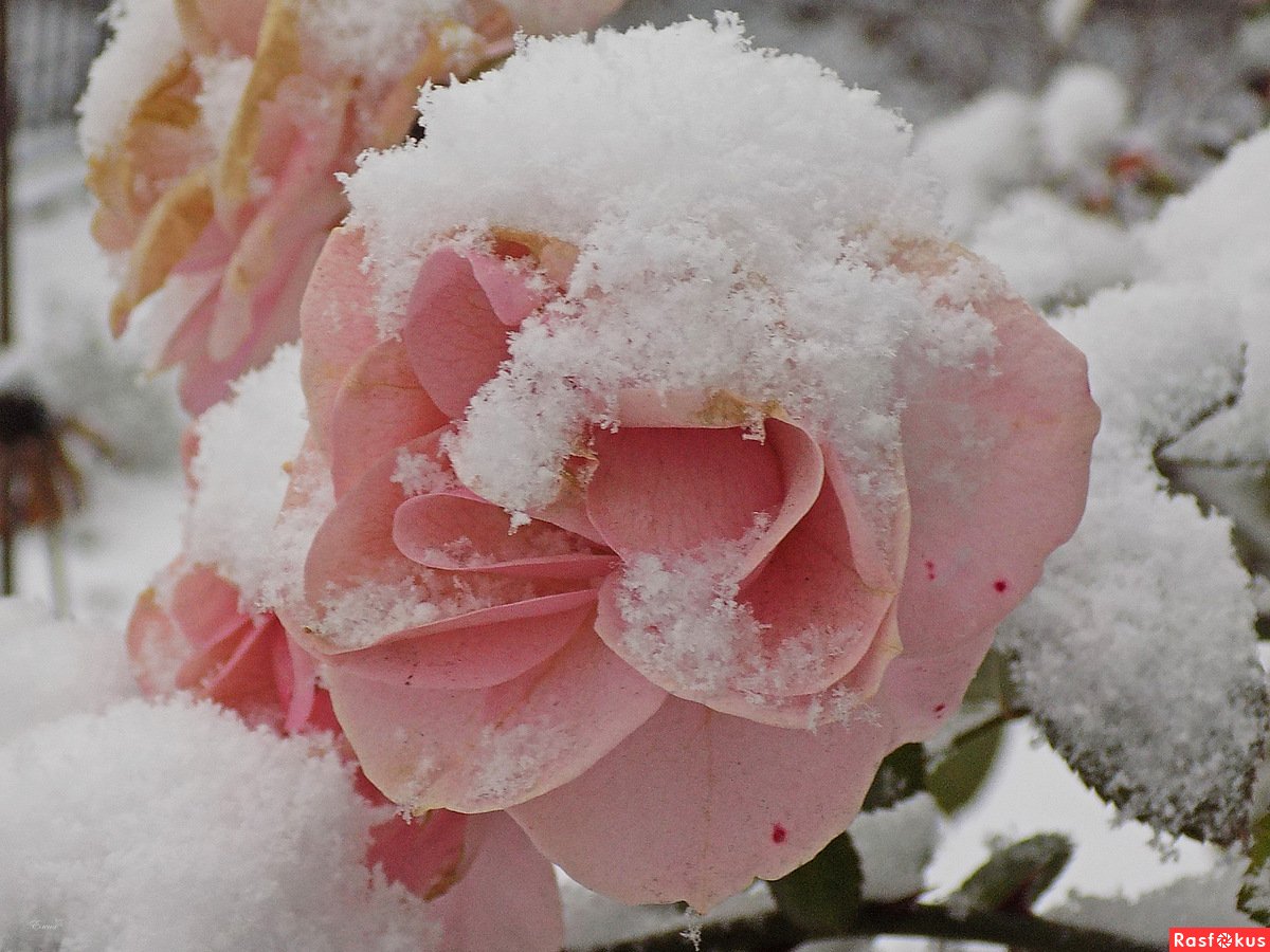 Снежная роза
