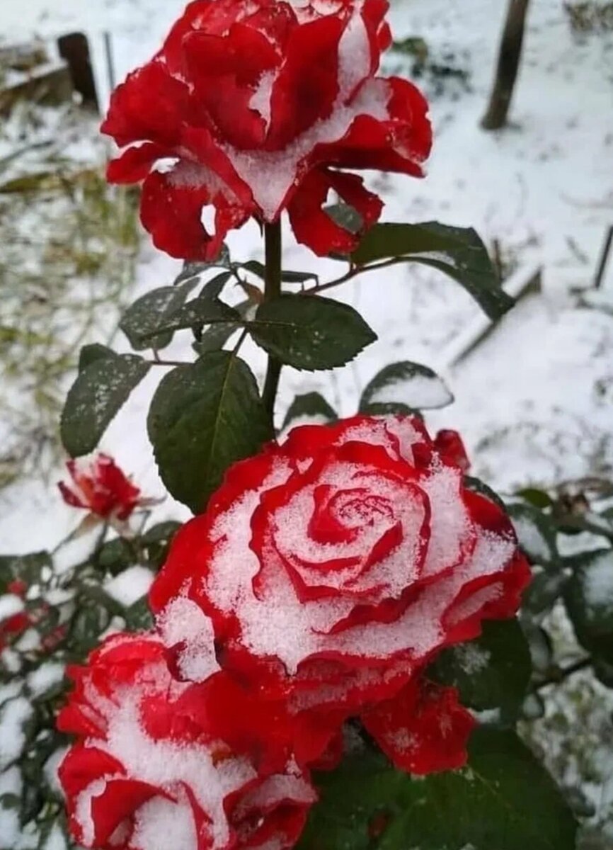 Роза Розалия