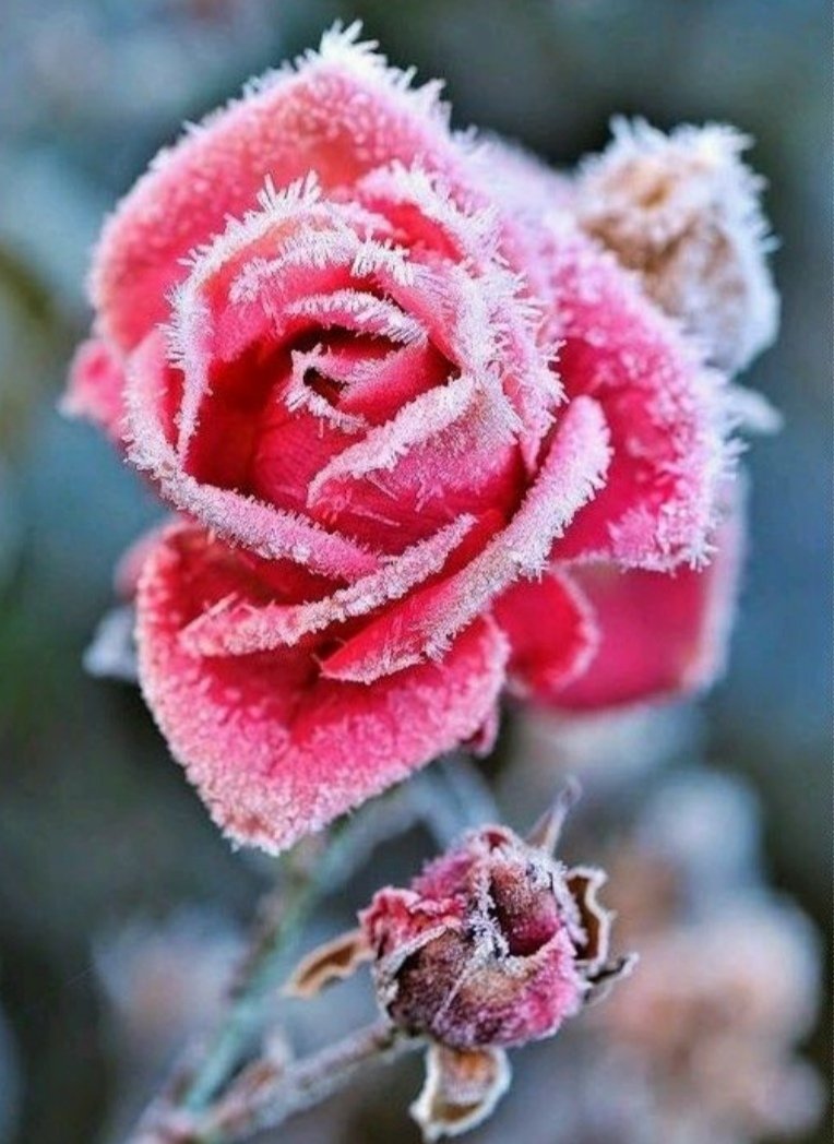 Розовая роза в инее