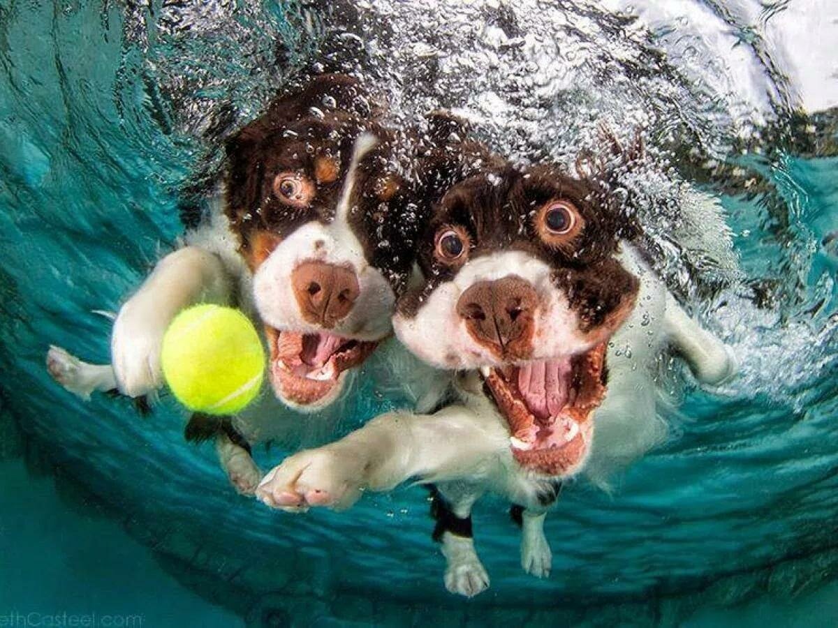 Underwater Dogs Seth Casteel