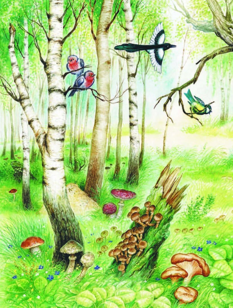 Лес с животными и растениями