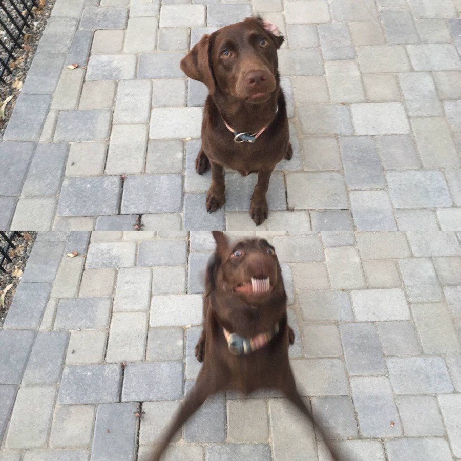 Гулять с собакой приколы