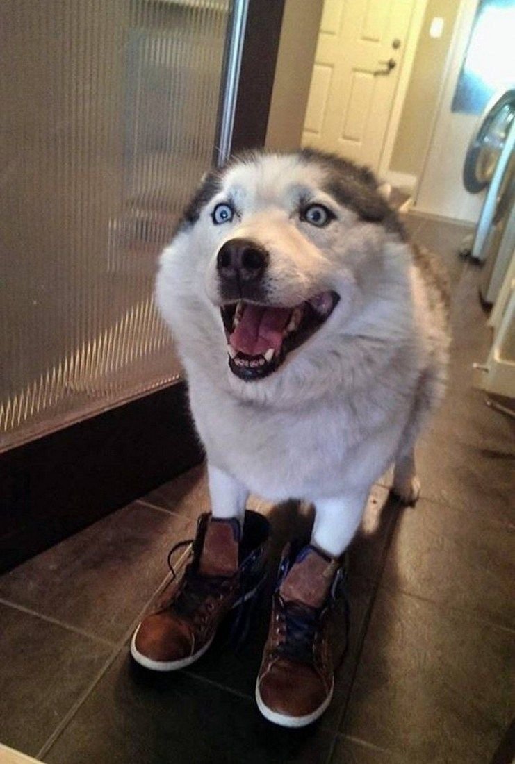 Собака хочет гулять