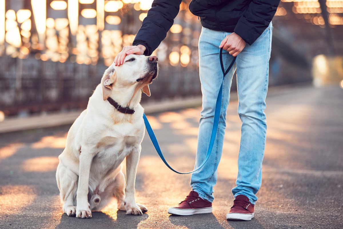 Парень гуляет с собакой