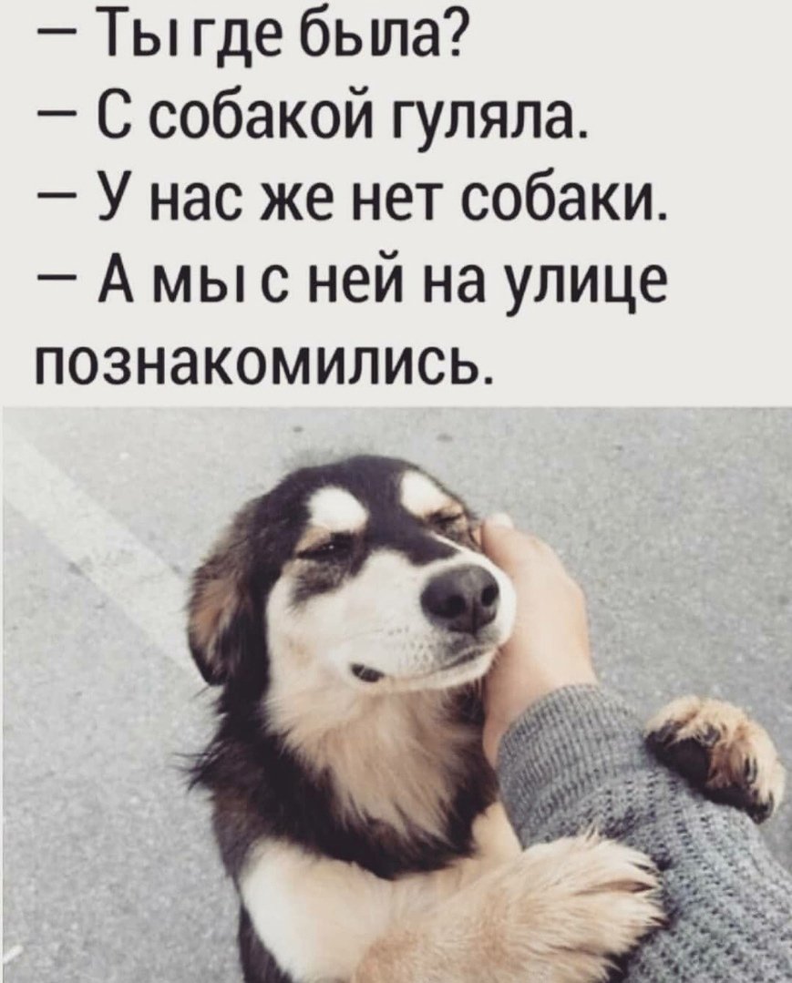 Смешные фразы про животных