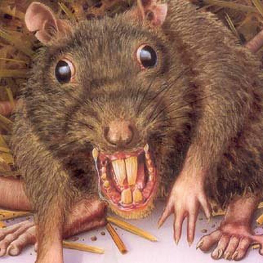 Испуганная крыса