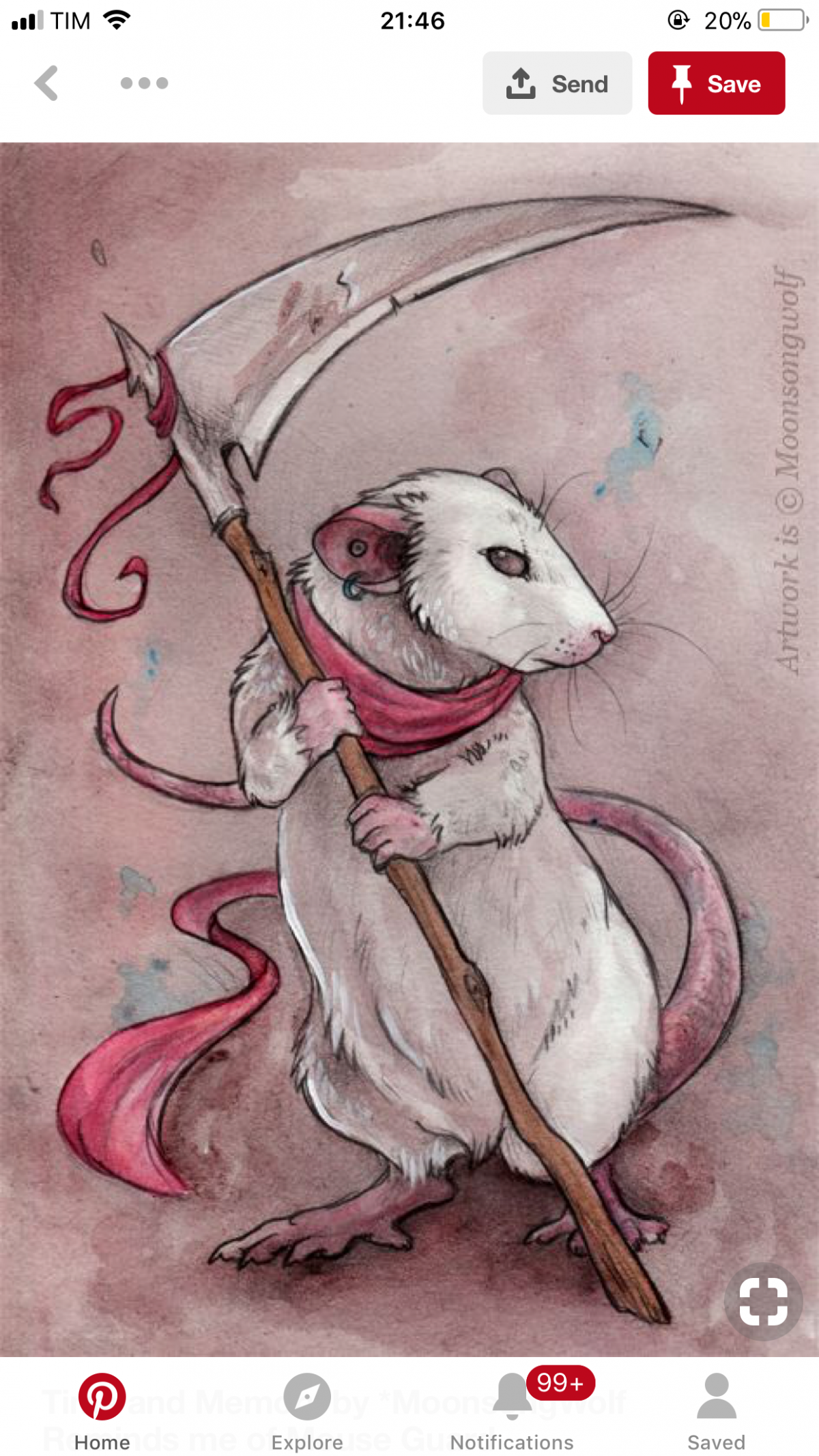 Rattus Rattus чёрная крыса