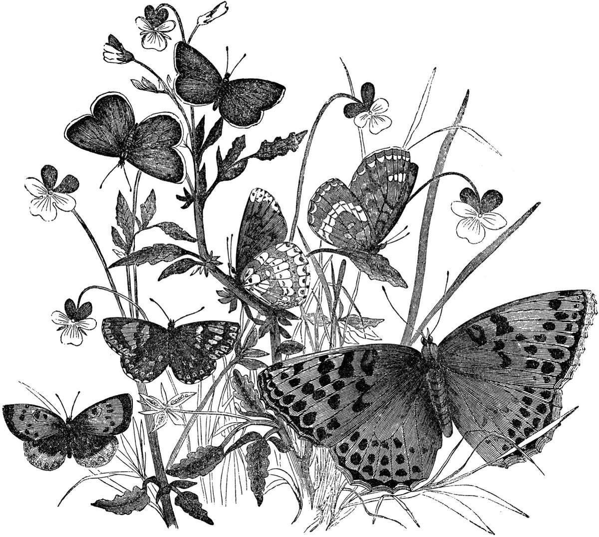 Принты для декупажа черно белые