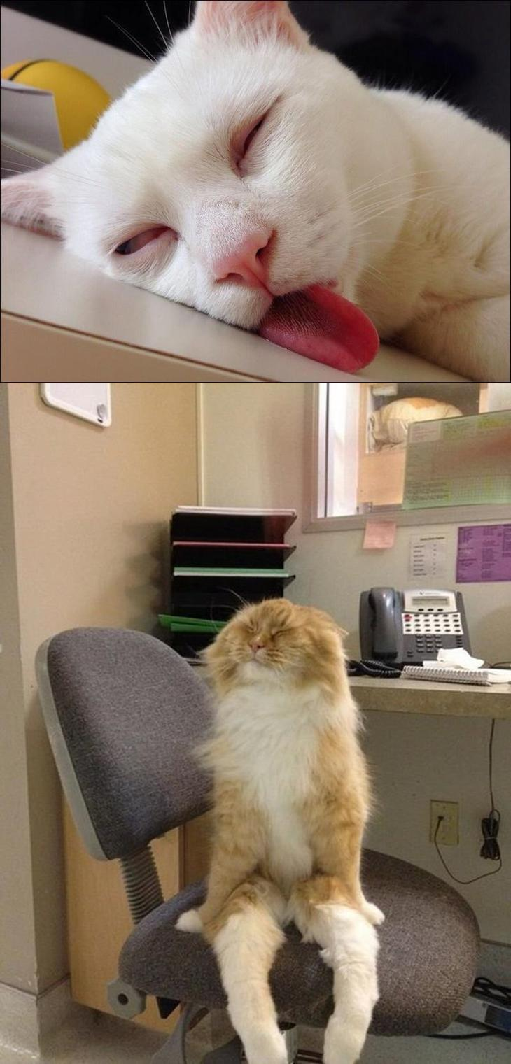 Спящие животные смешные