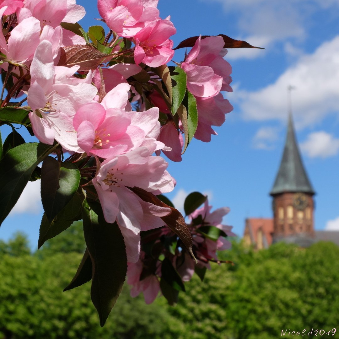 Калининград архитектура города