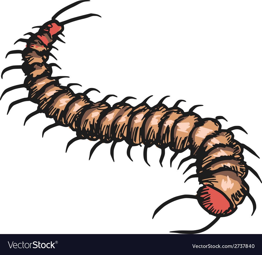 Сороконожки обувь