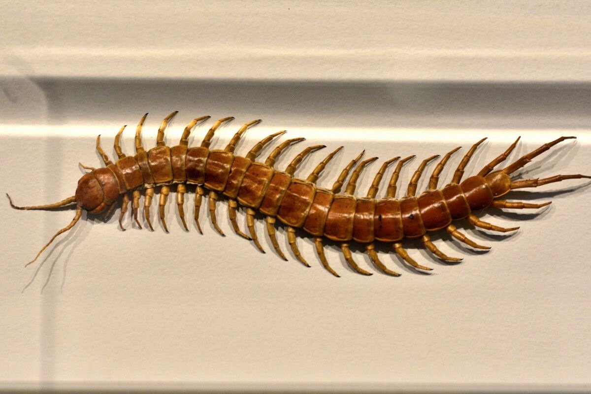 Макет гусеницы для детей