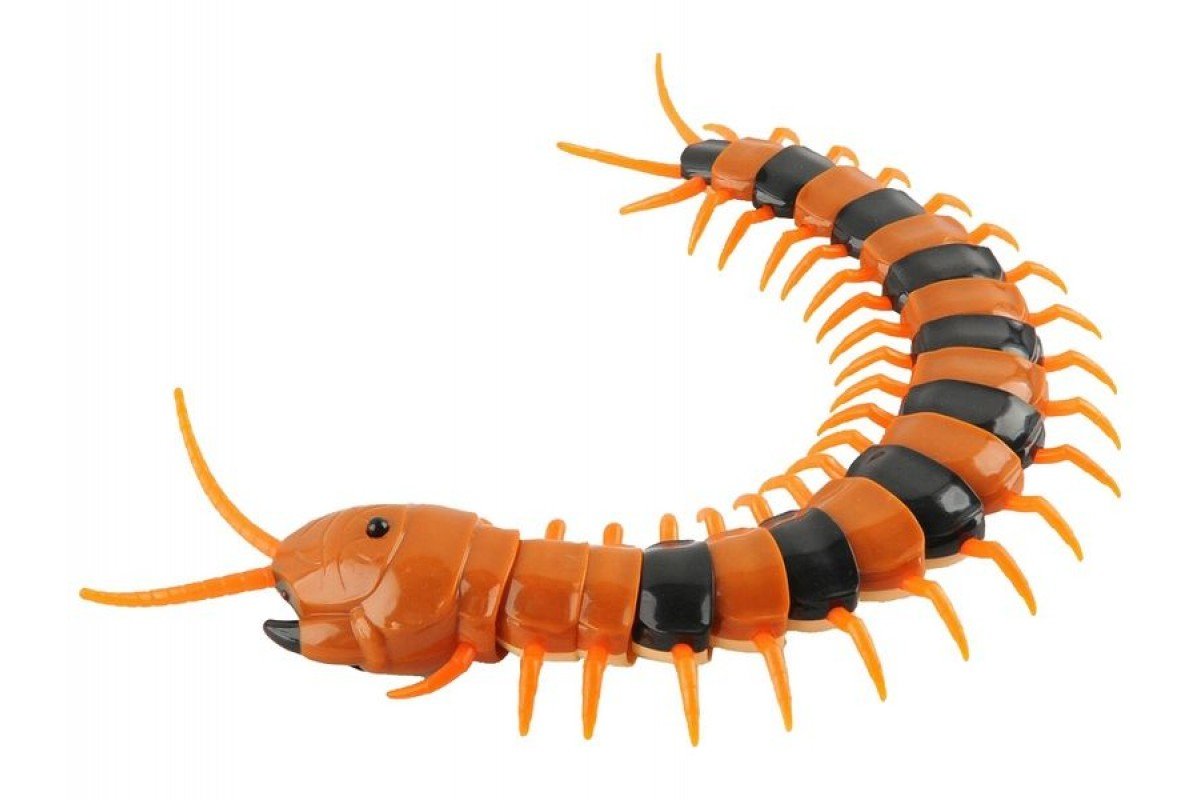 Сороконожка картинка для детей