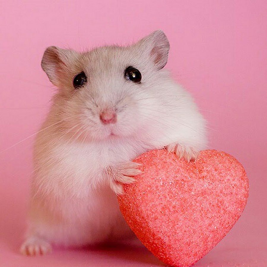 Хомяк джунгарский