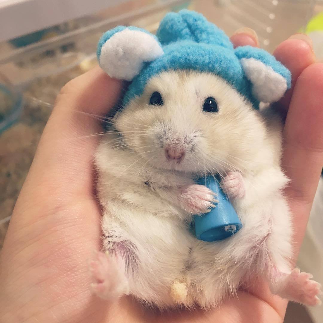 Аниме хомяк