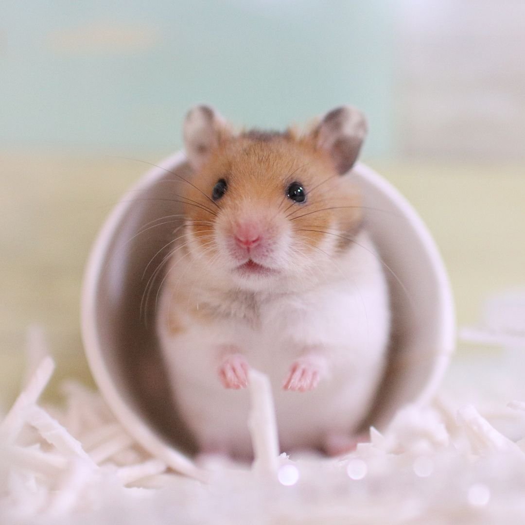 Милые картинки хомяков