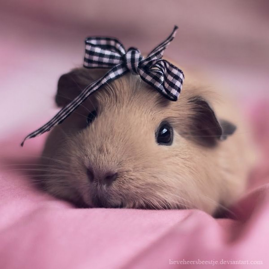 Влюбленный Сеня