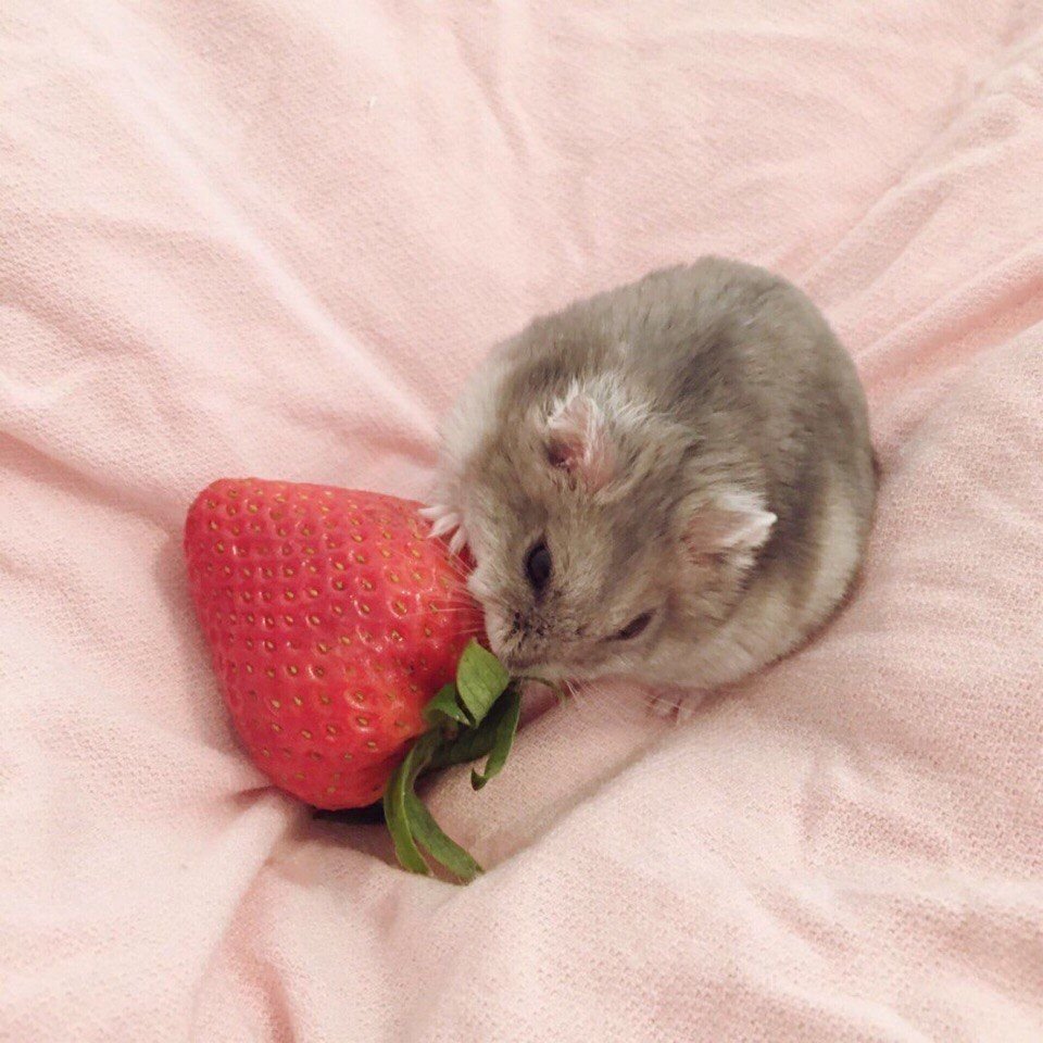 Аниме хомяк