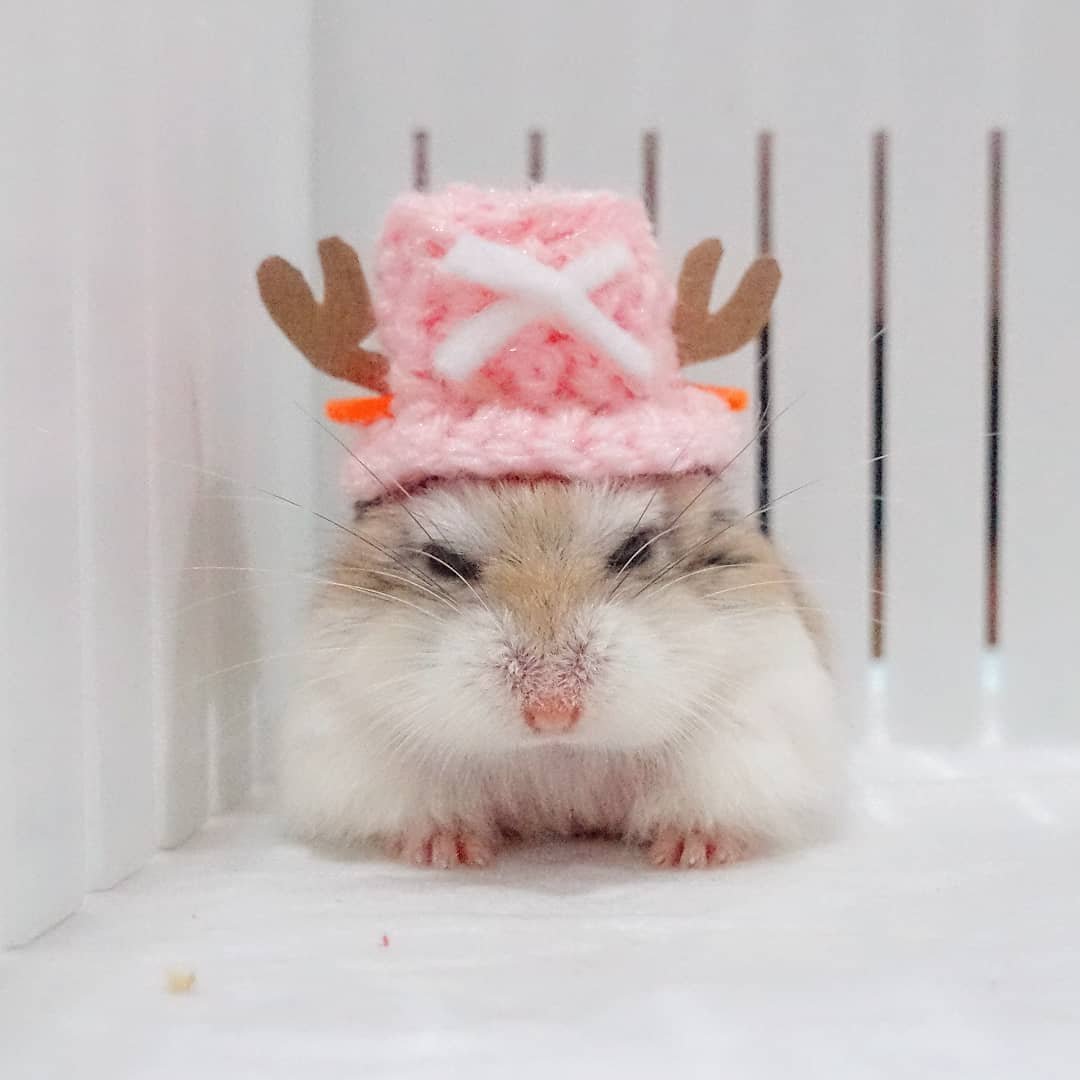 Хомячок Эстетика милый