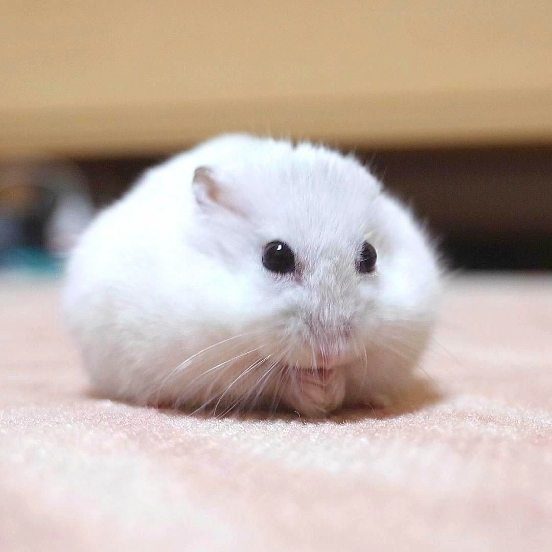 Акварельный хомяк