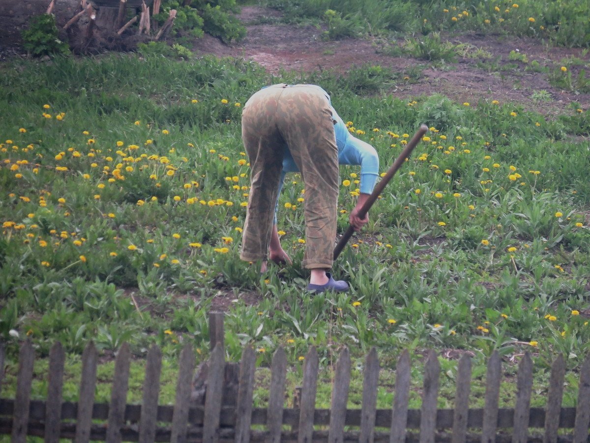 Копают картошку на даче