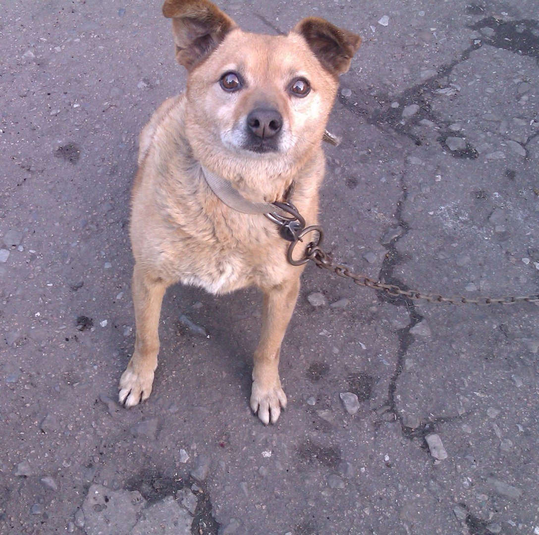 УАЗ-315195 ППС