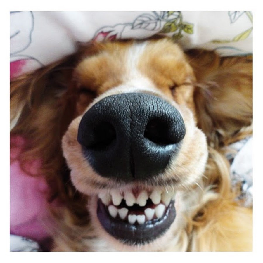 Улыбки для поднятия настроения