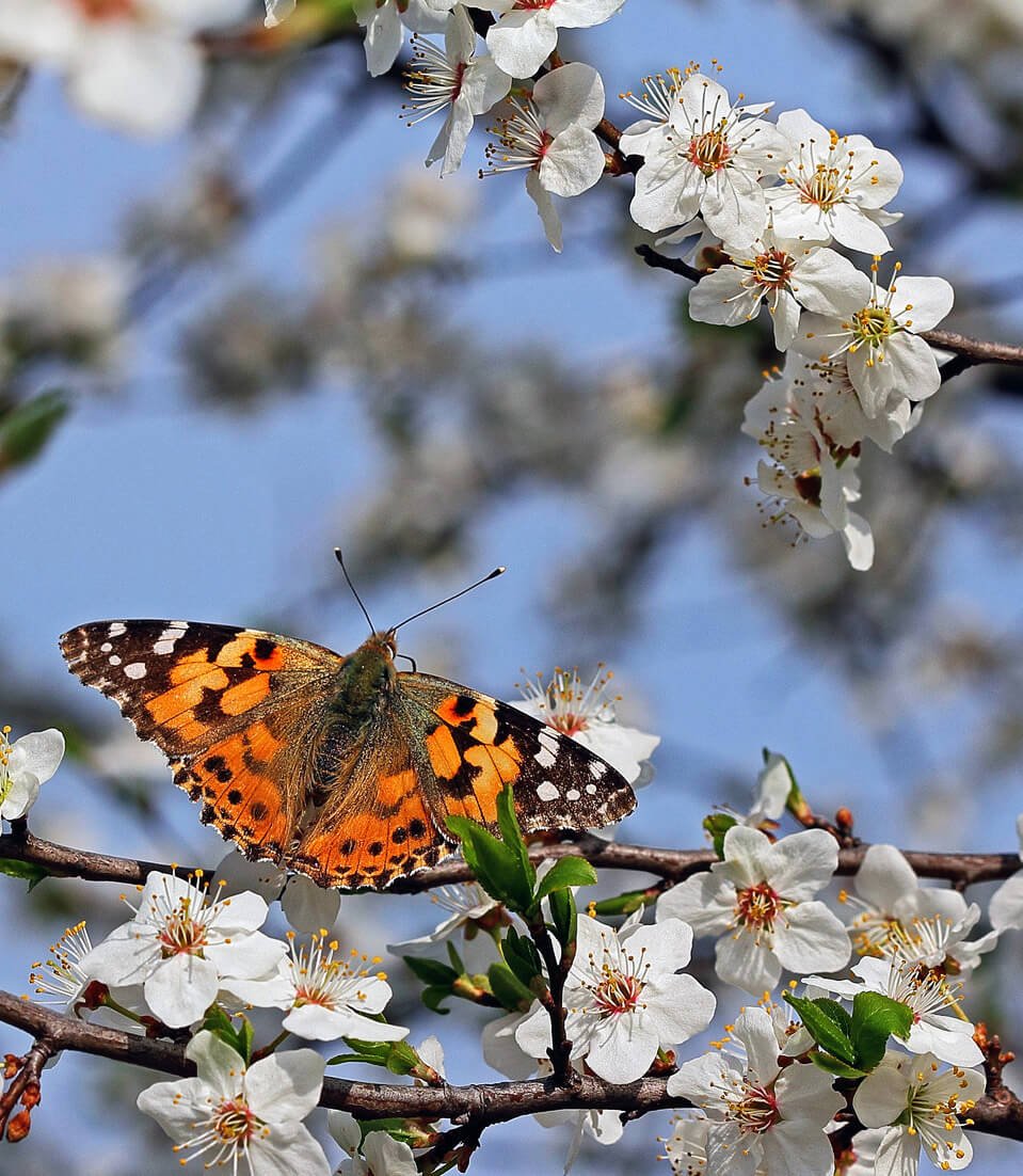 Первоцвет Крокус белый