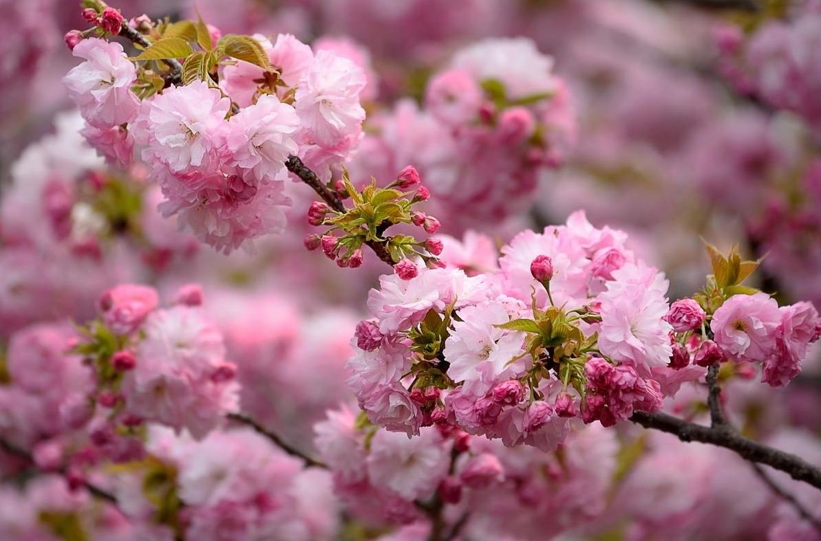 Сакура Ошидори