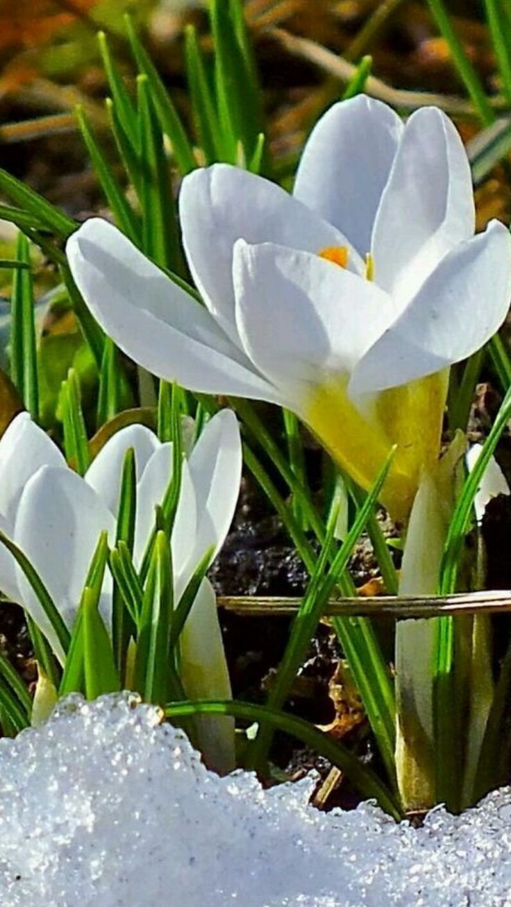 Весна природа