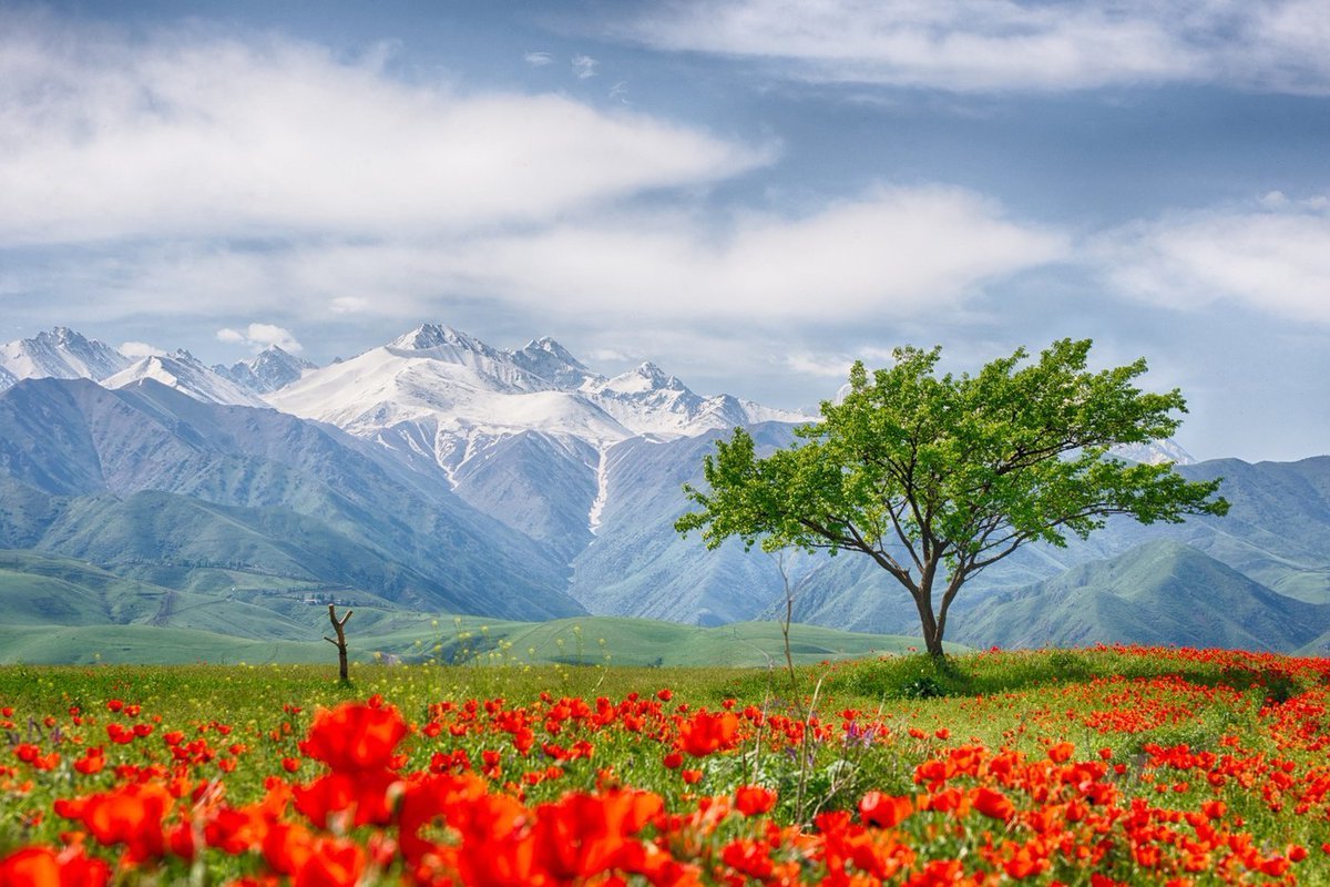 Маковые поля в Киргизии
