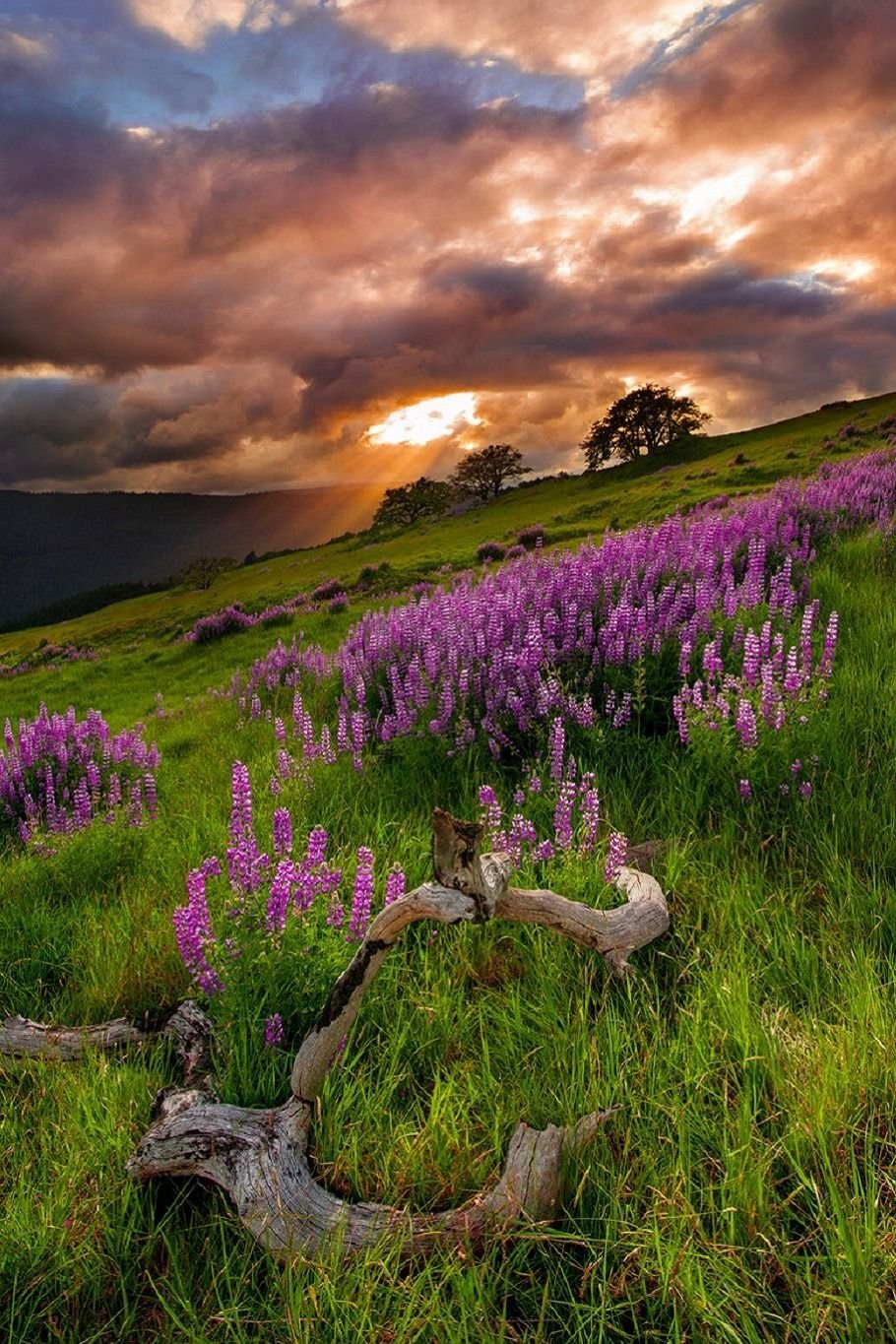 Вересковый луг