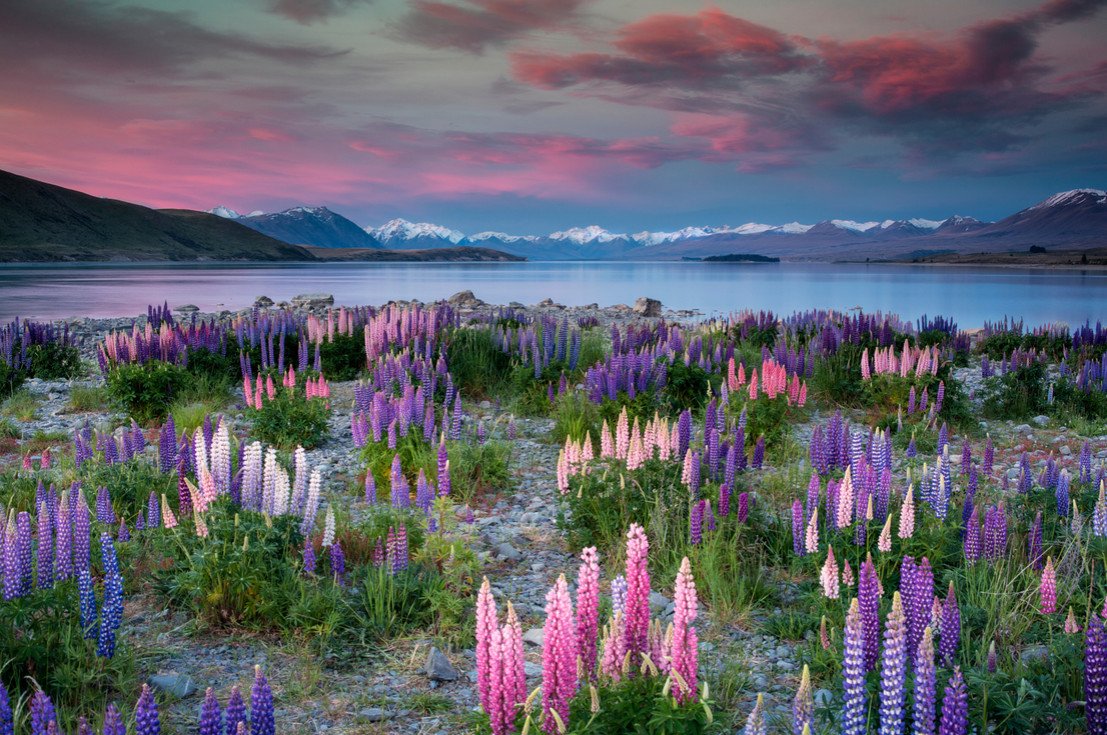 Озеро Текапо в новой Зеландии