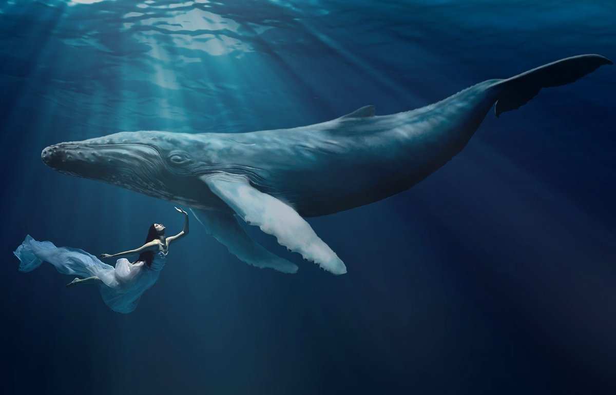 Киты и люди