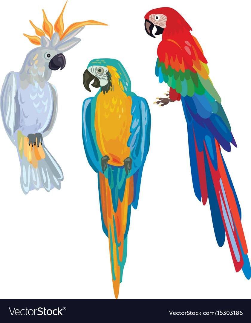 Попугай рисунок зеленый фон