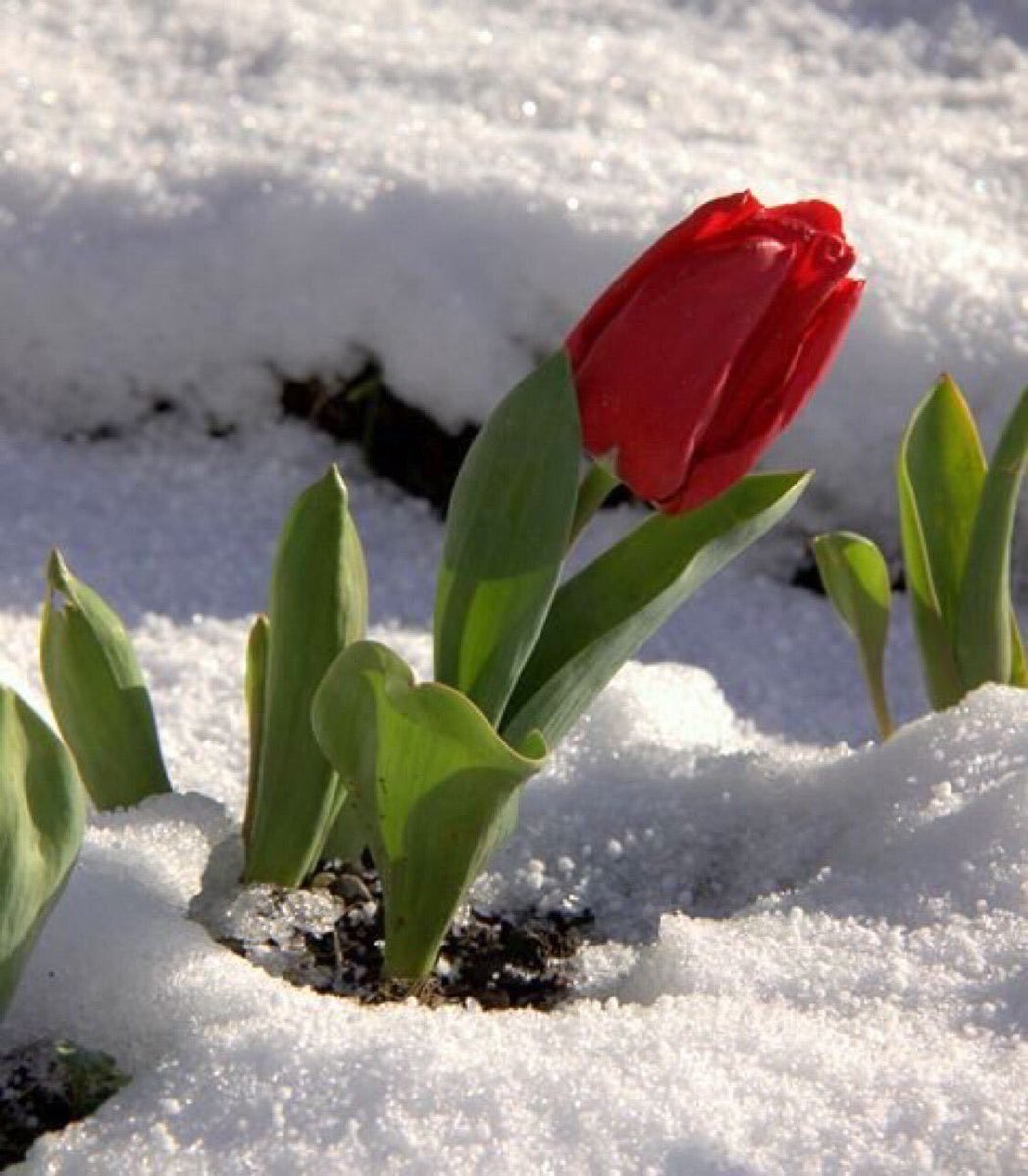 Букет тюльпанов на снегу
