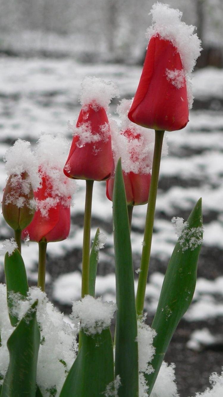 Без фона тюльпан в снегу
