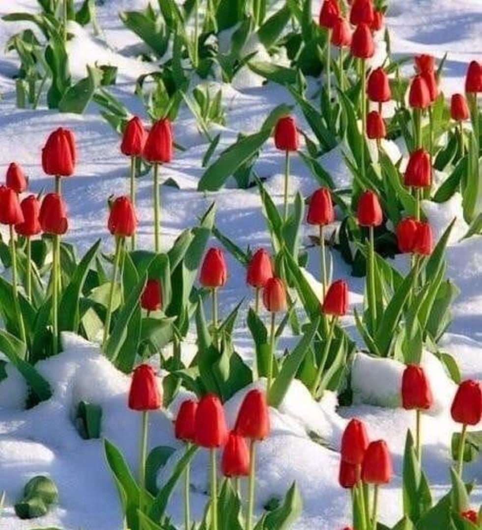 Девушка с цветами зимой