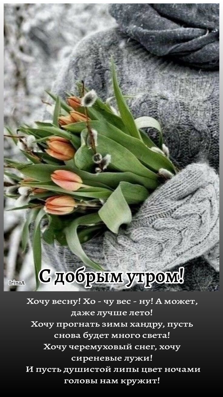 Тюльпаны в снегу