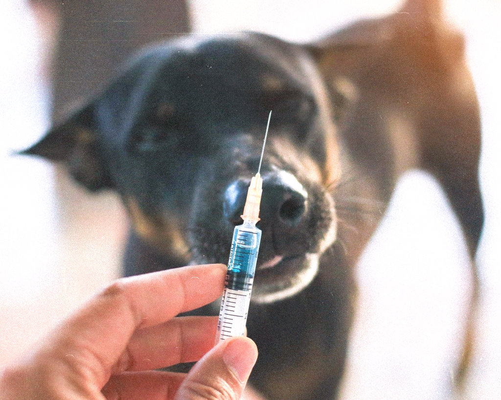 Вакцинация животных