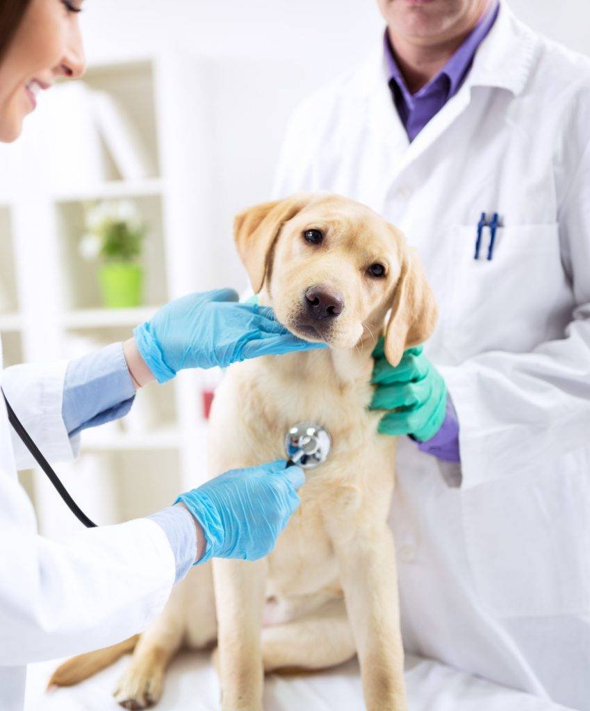 Вакцинация собак от бешенства